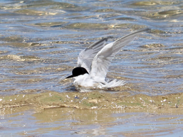 Rybák damarský (Sternula balaenarum)