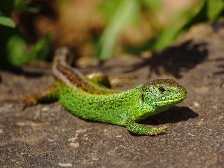 Ještěrka obecná (Lacerta agilis)