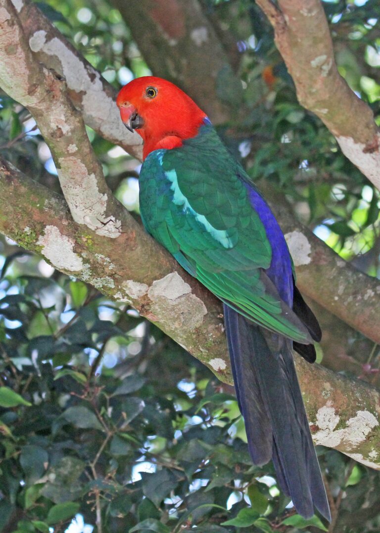 Papoušek královský (Alisterus scapularis)