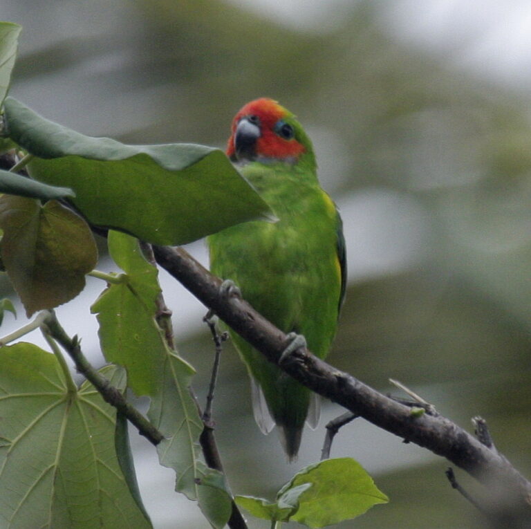 Loríček žlutoboký (Cyclopsitta diophthalma)