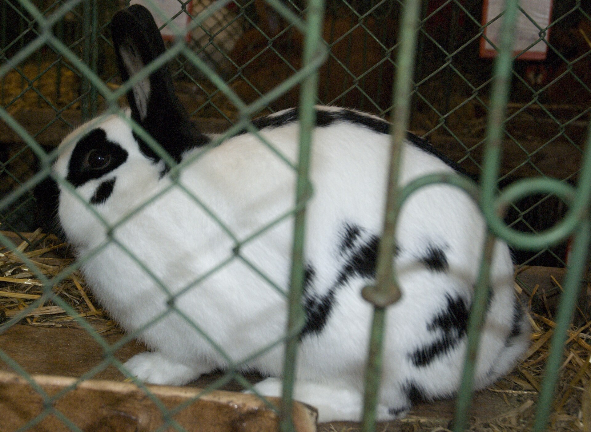 Český strakáč