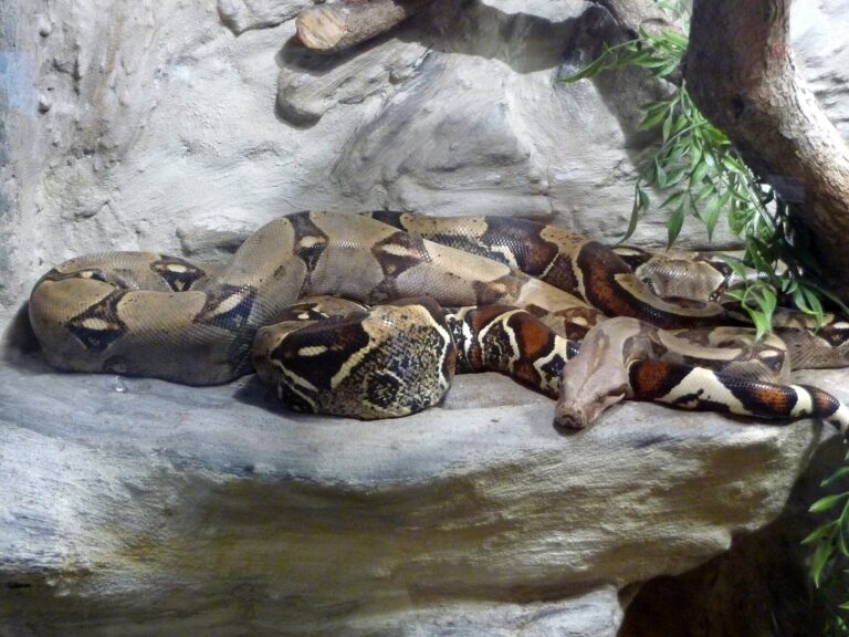 Hroznýš královský (Boa constrictor)