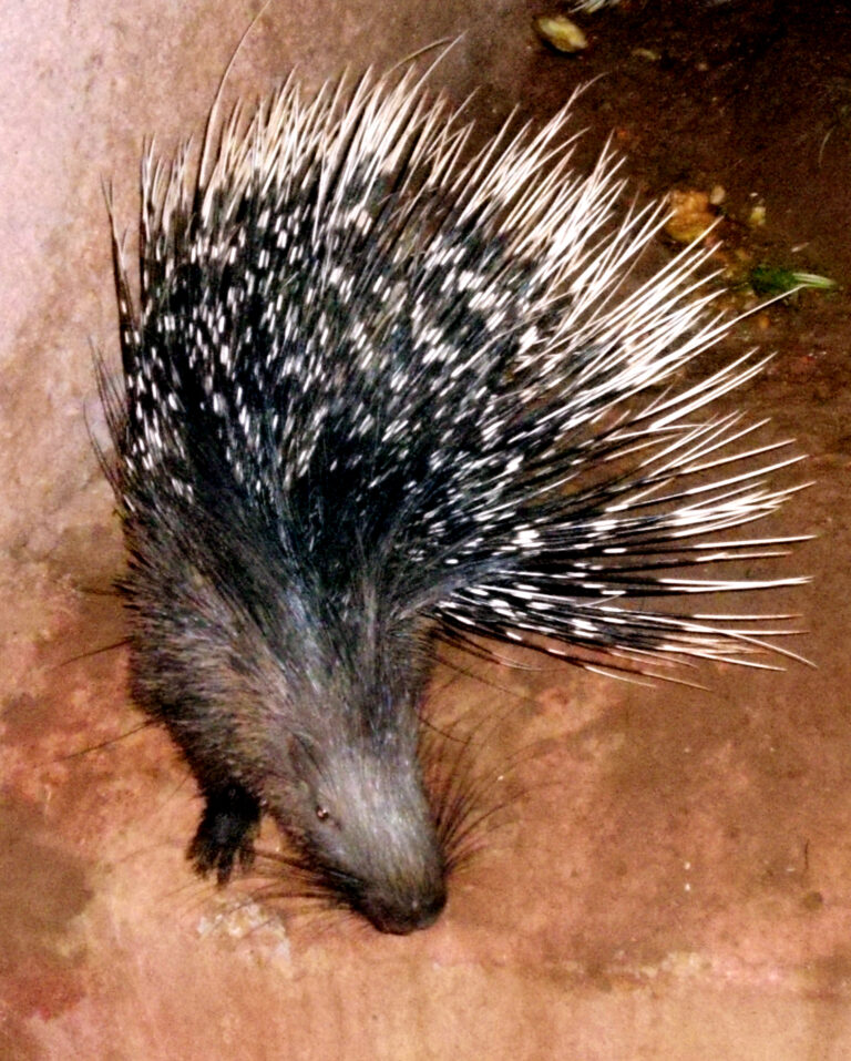 Dikobraz srstnatonosý (Hystrix indica)