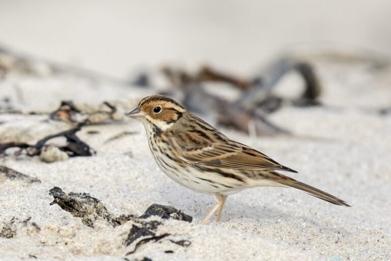 Strnad malinký (Emberiza pusilla)