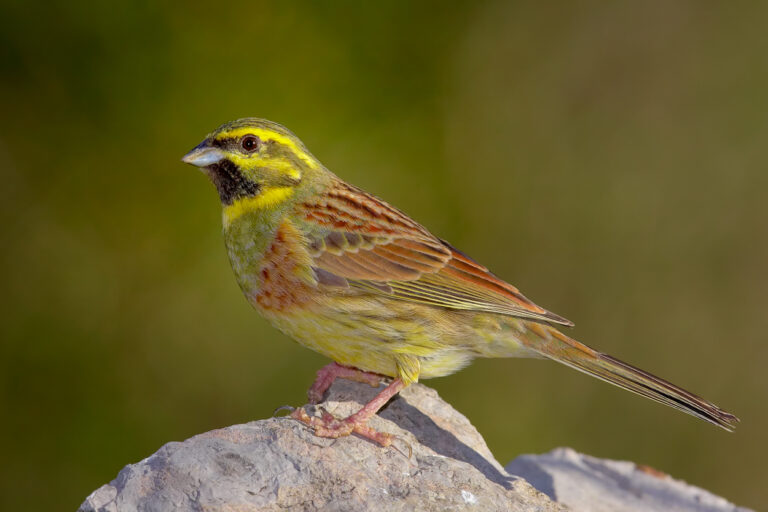 Strnad cvrčivý Strnad cvrčivý (Emberiza cirlus)