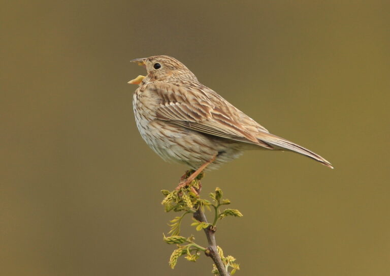 Strnad luční (Emberiza calandra)