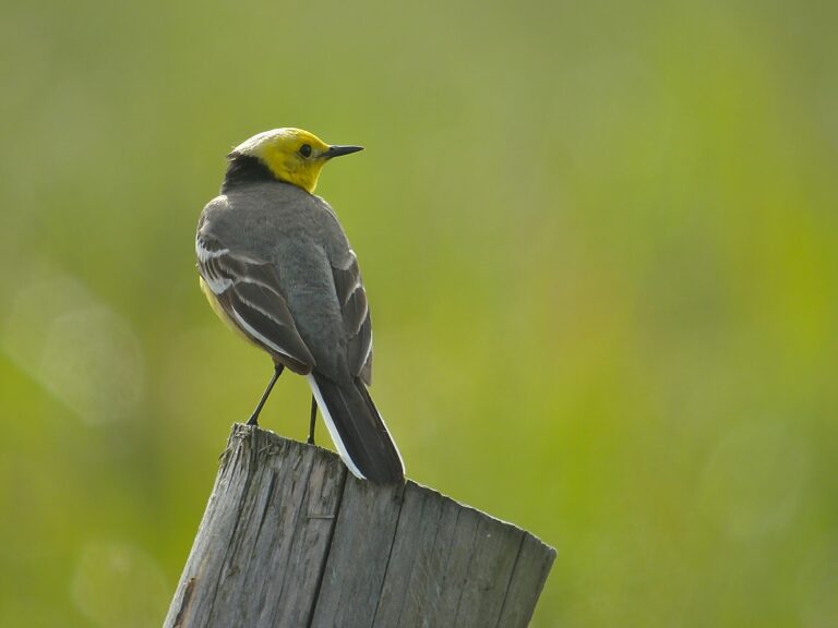Konipas citronový (Motacilla citreola)