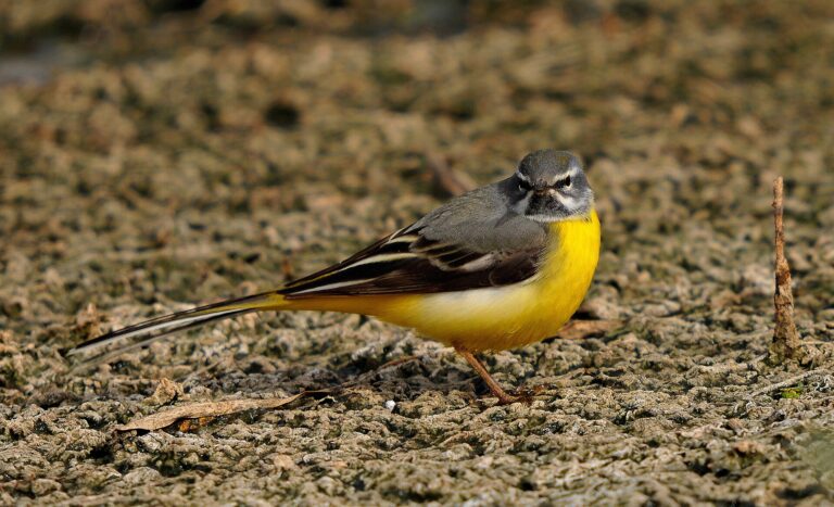 Konipas horský (Motacilla cinerea)