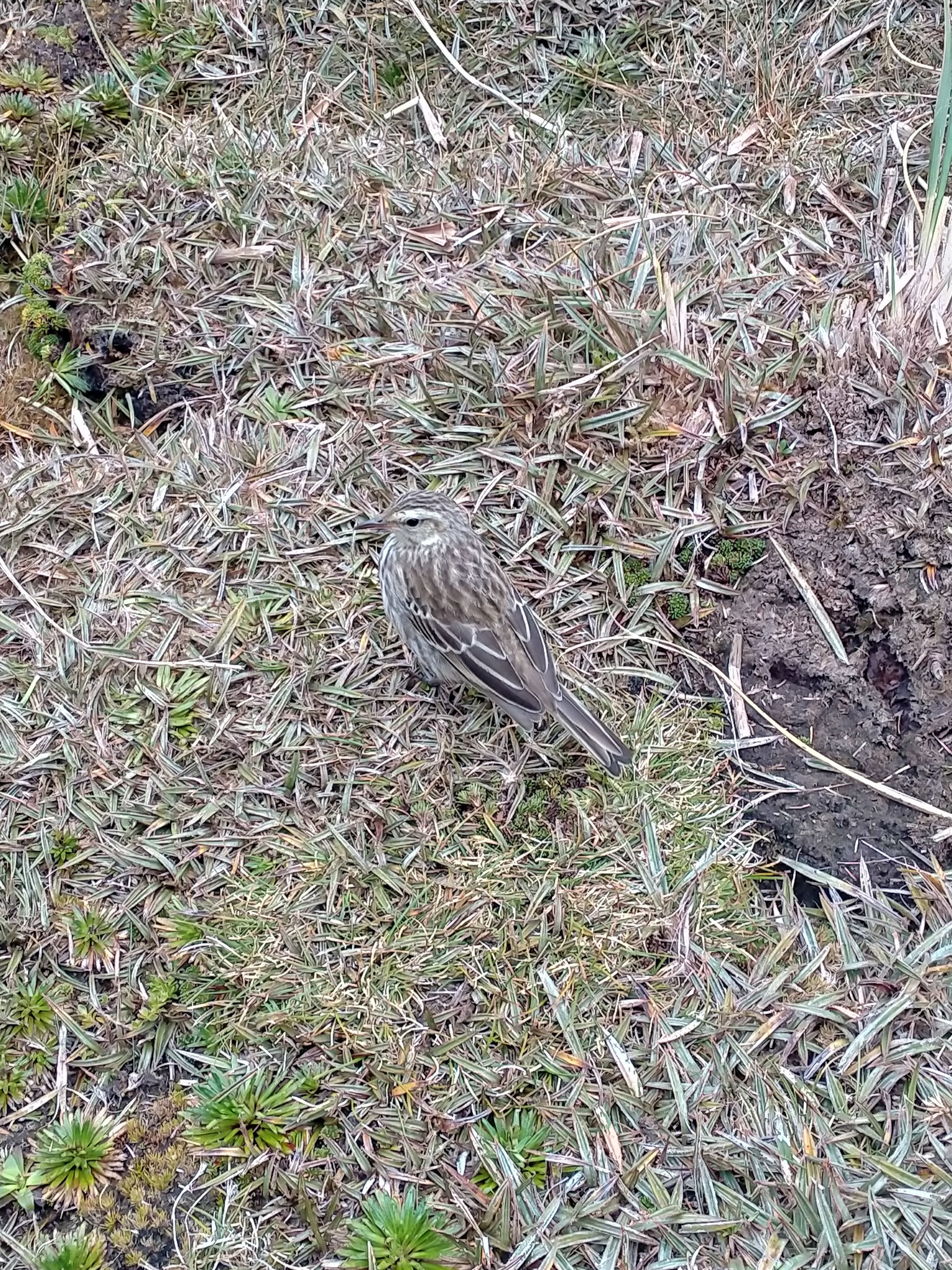 Linduška velká