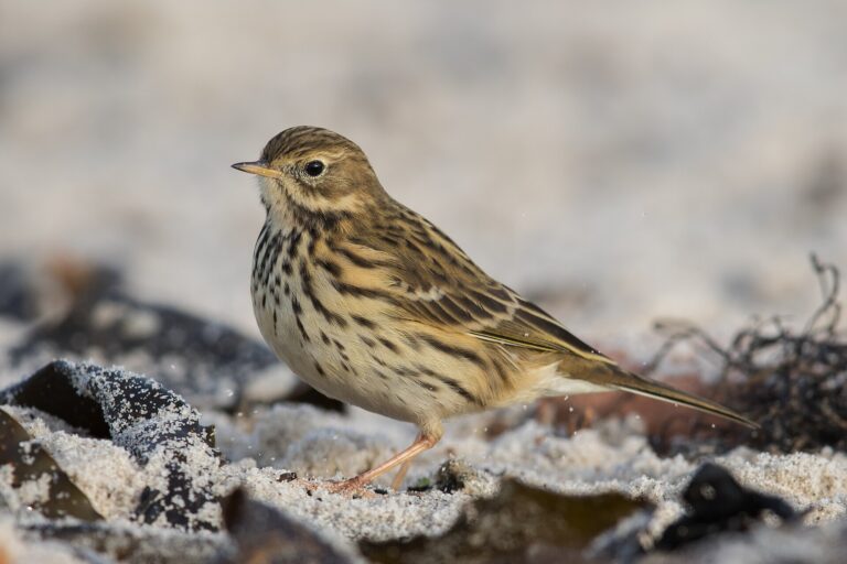 Linduška luční (Anthus pratensis)