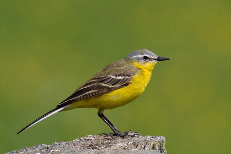 Konipas luční (Motacilla flava)