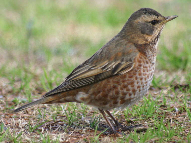 Drozd rezavý (Turdus naumanni)