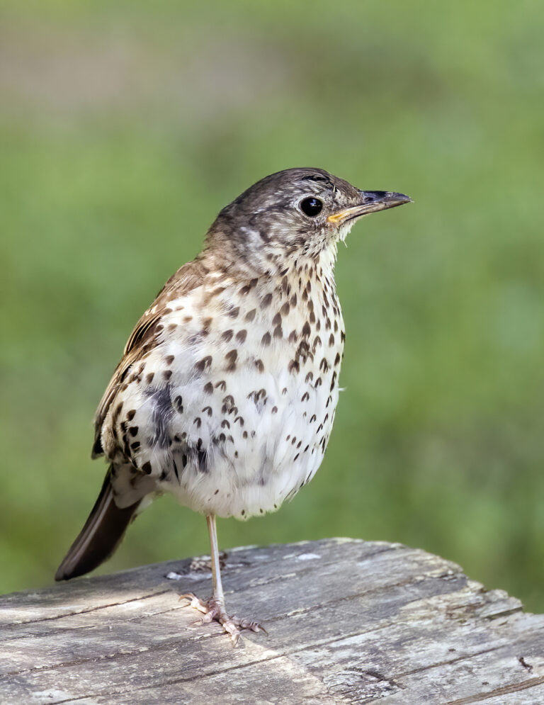 Drozd zpěvný (Turdus philomelos)