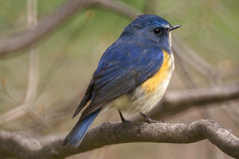 Modruška tajgová (Tarsiger cyanurus)