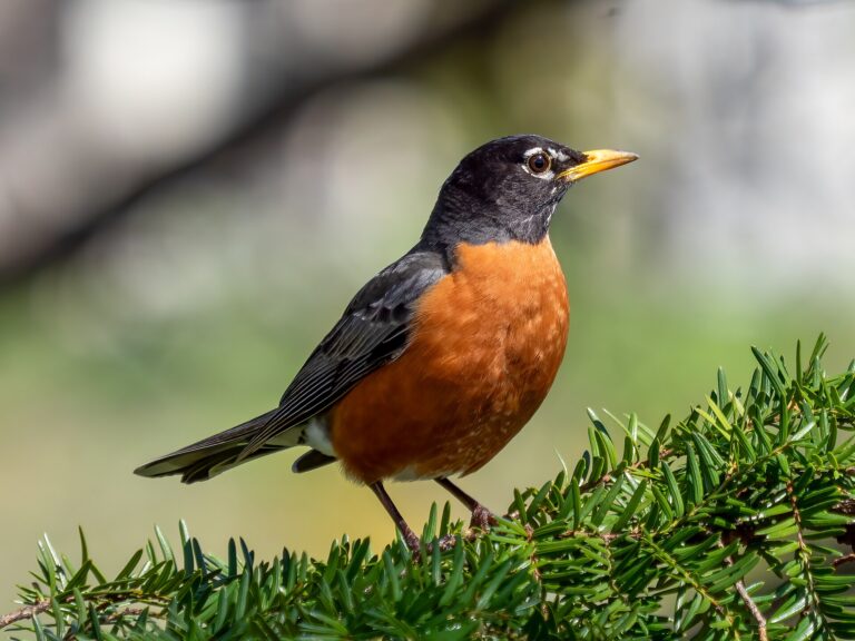 Drozd stěhovavý (Turdus migratorius)
