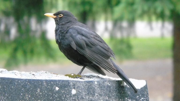 Kos černý (Turdus merula)