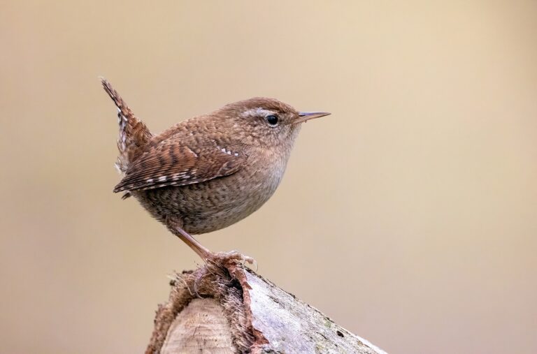 Střízlík obecný (Troglodytes troglodytes)