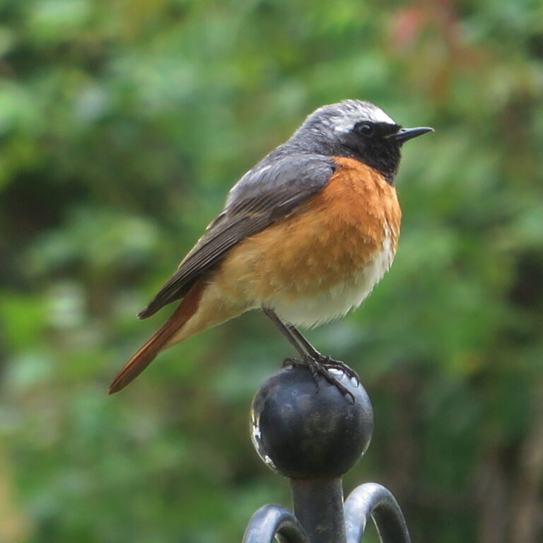 Rehek zahradní (Phoenicurus phoenicurus)