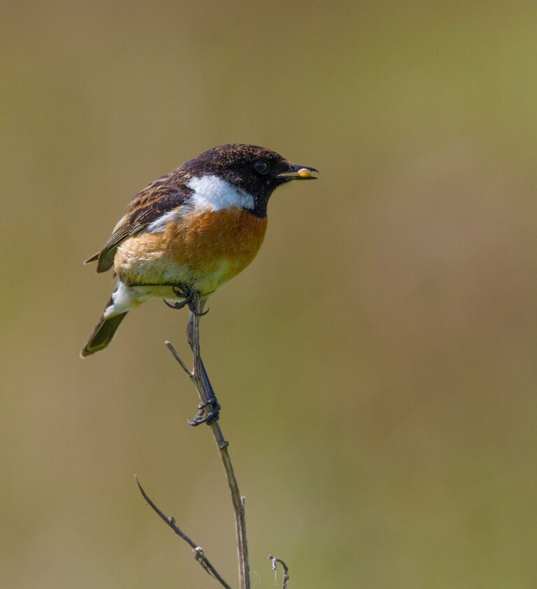 Bramborníček černohlavý (Saxicola rubicola)