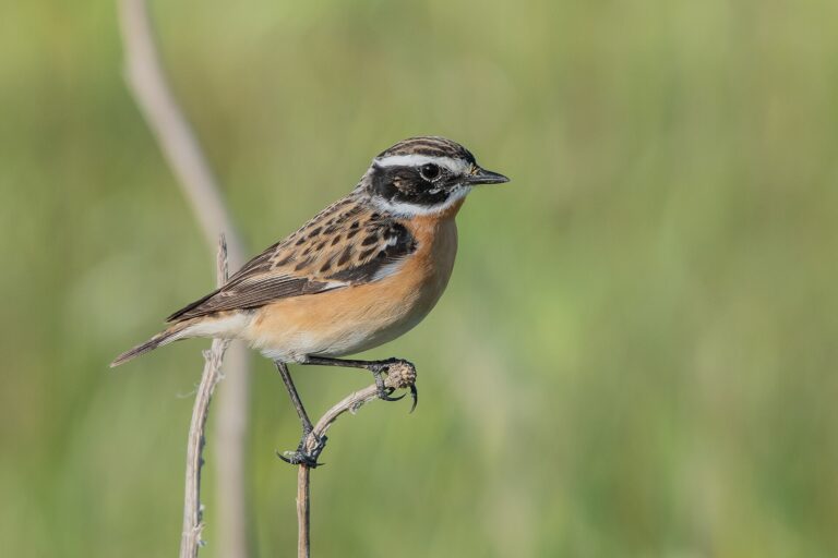 Bramborníček hnědý (Saxicola rubetra)