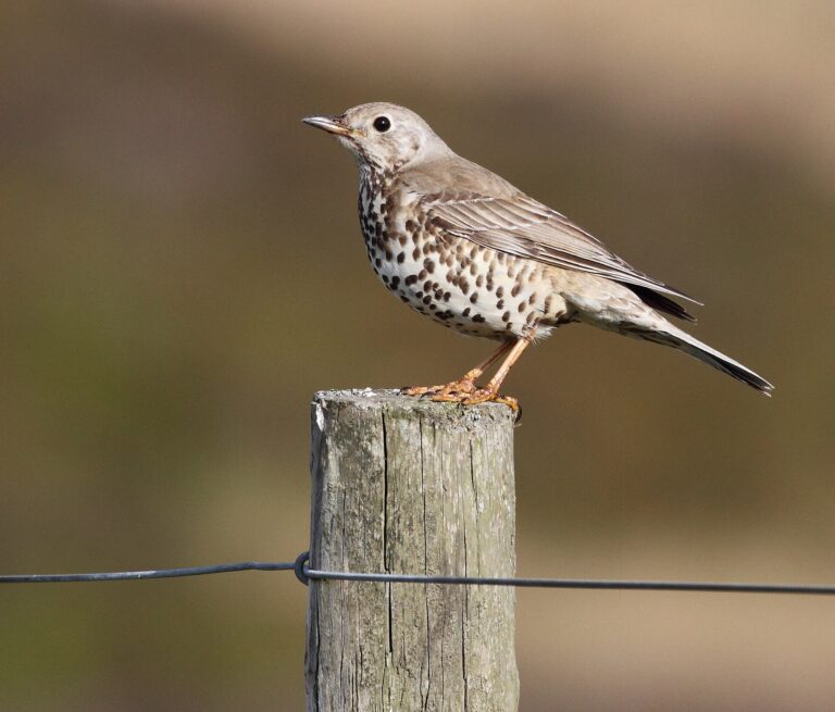 Drozd brávník (Turdus viscivorus)