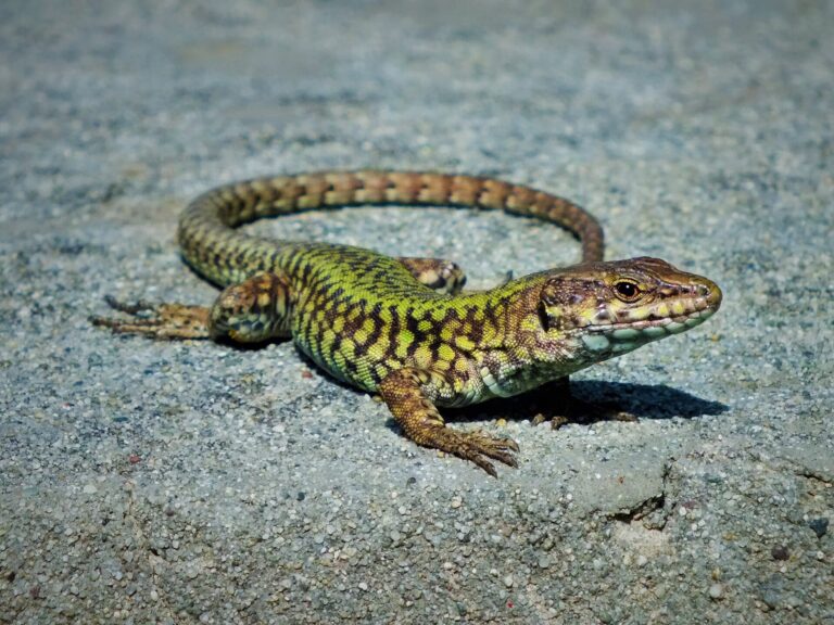 Ještěrka zední (Podarcis muralis)