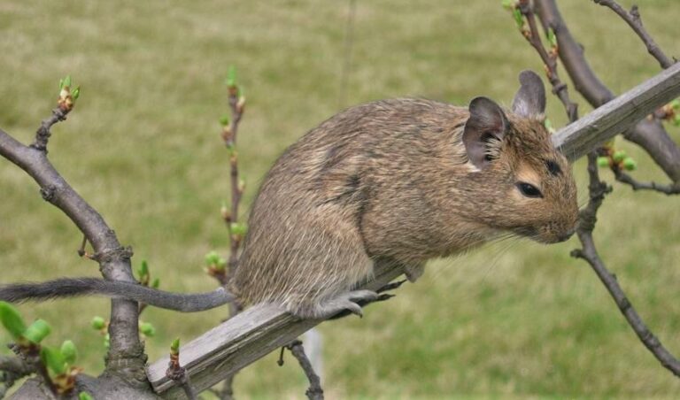 Osmák degu (Octodon degus)