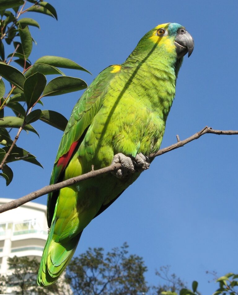 Amazoňan modročelý (Amazona aestiva)