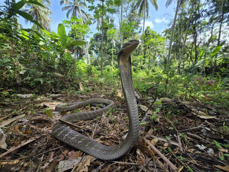 Kobra královská (Ophiophagus hannah)
