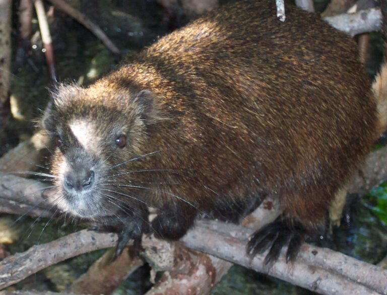 Hutia-konga (Capromys pilorides)