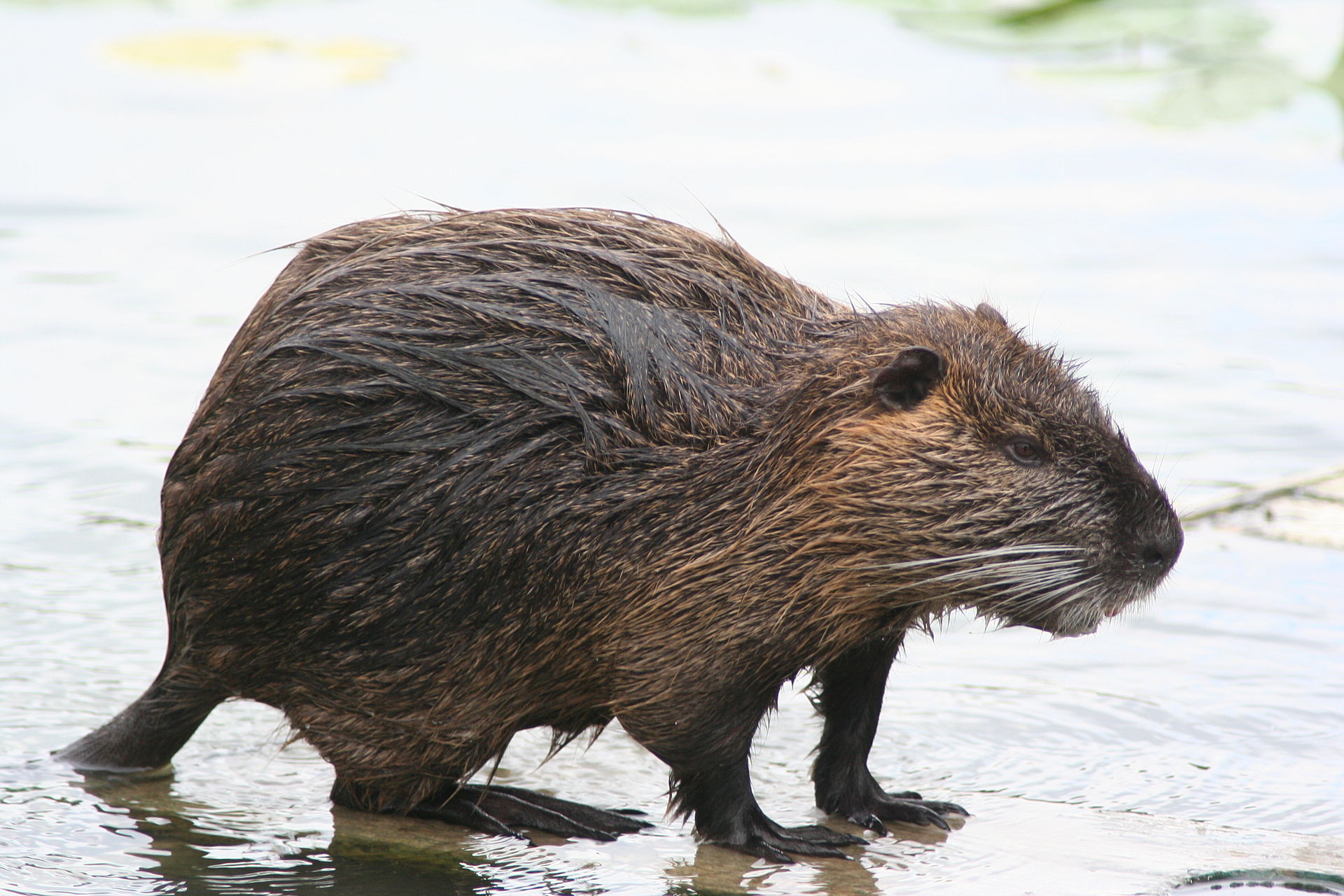 Nutrie říční