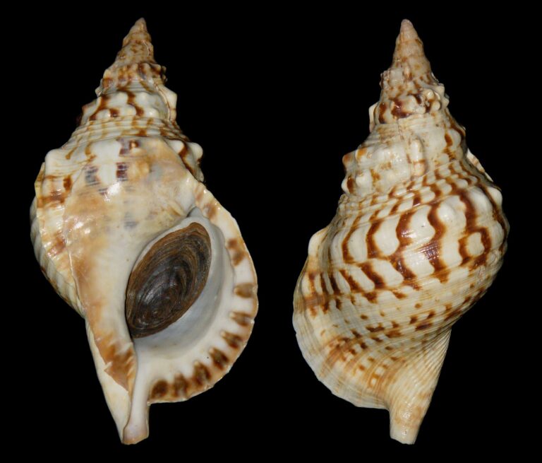 Tritonka římská (Charonia lampas)