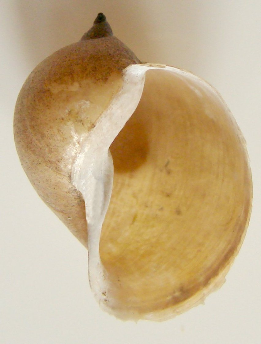 Uchatka nadmutá
