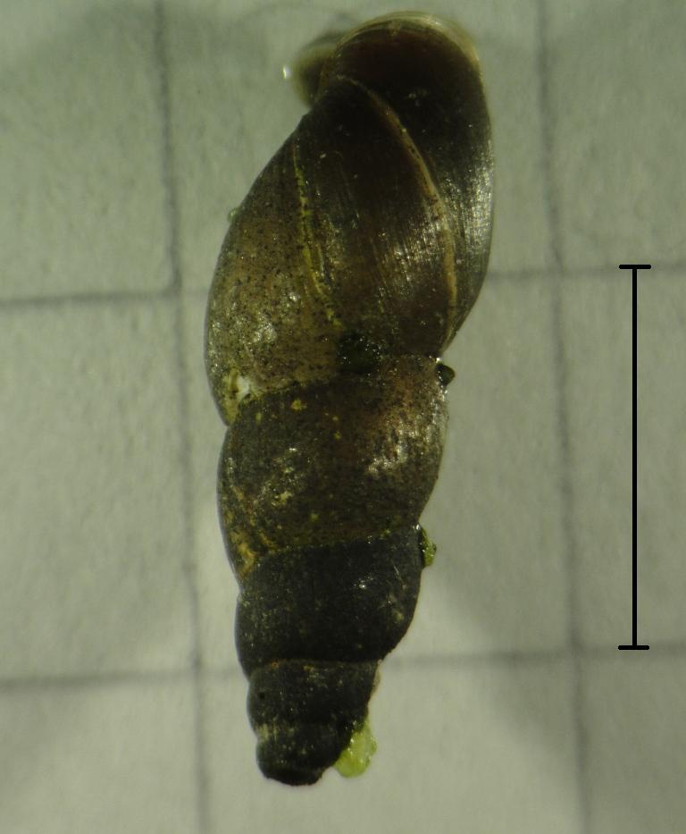 Omphiscola glabra