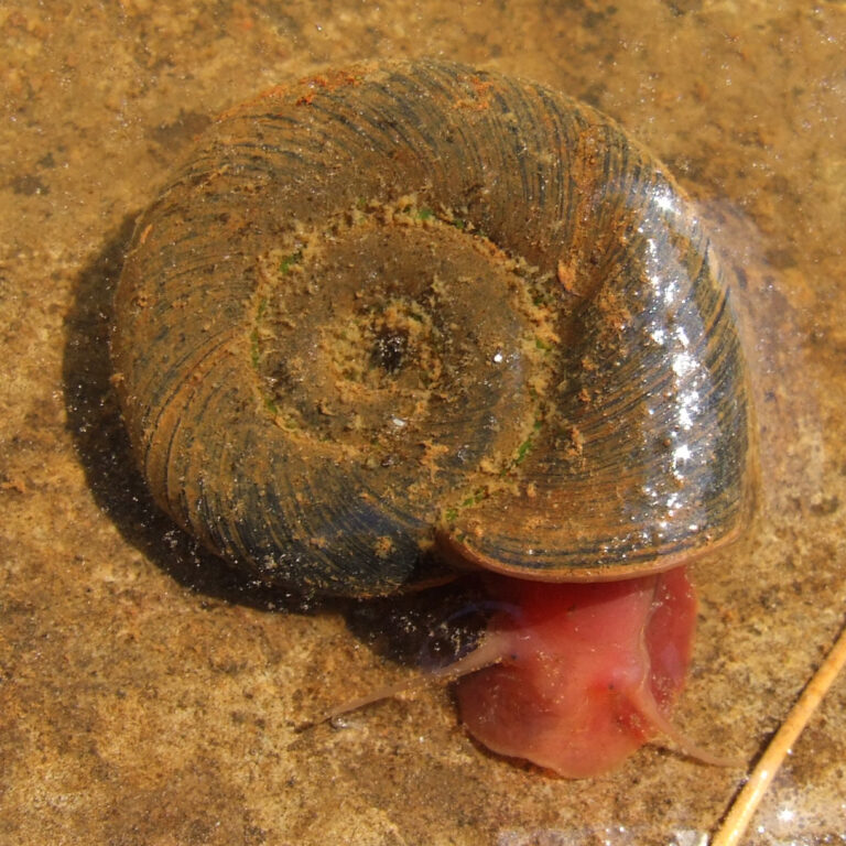 Okružák ploský (Planorbarius corneus)