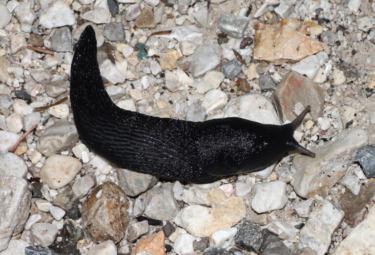 Slimák popelavý (Limax cinereoniger)
