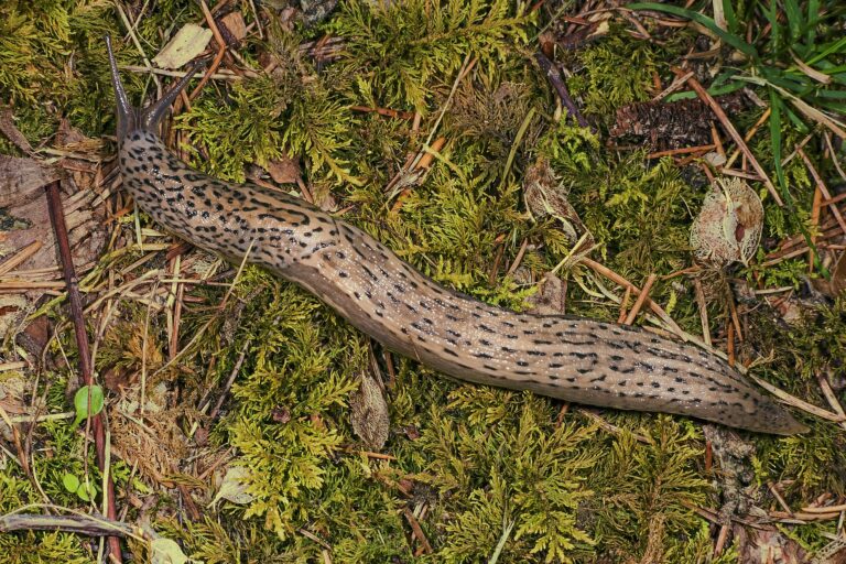 Slimák největší (Limax maximus)