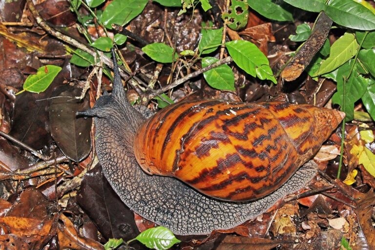 Oblovka obrovská (Achatina achatina)