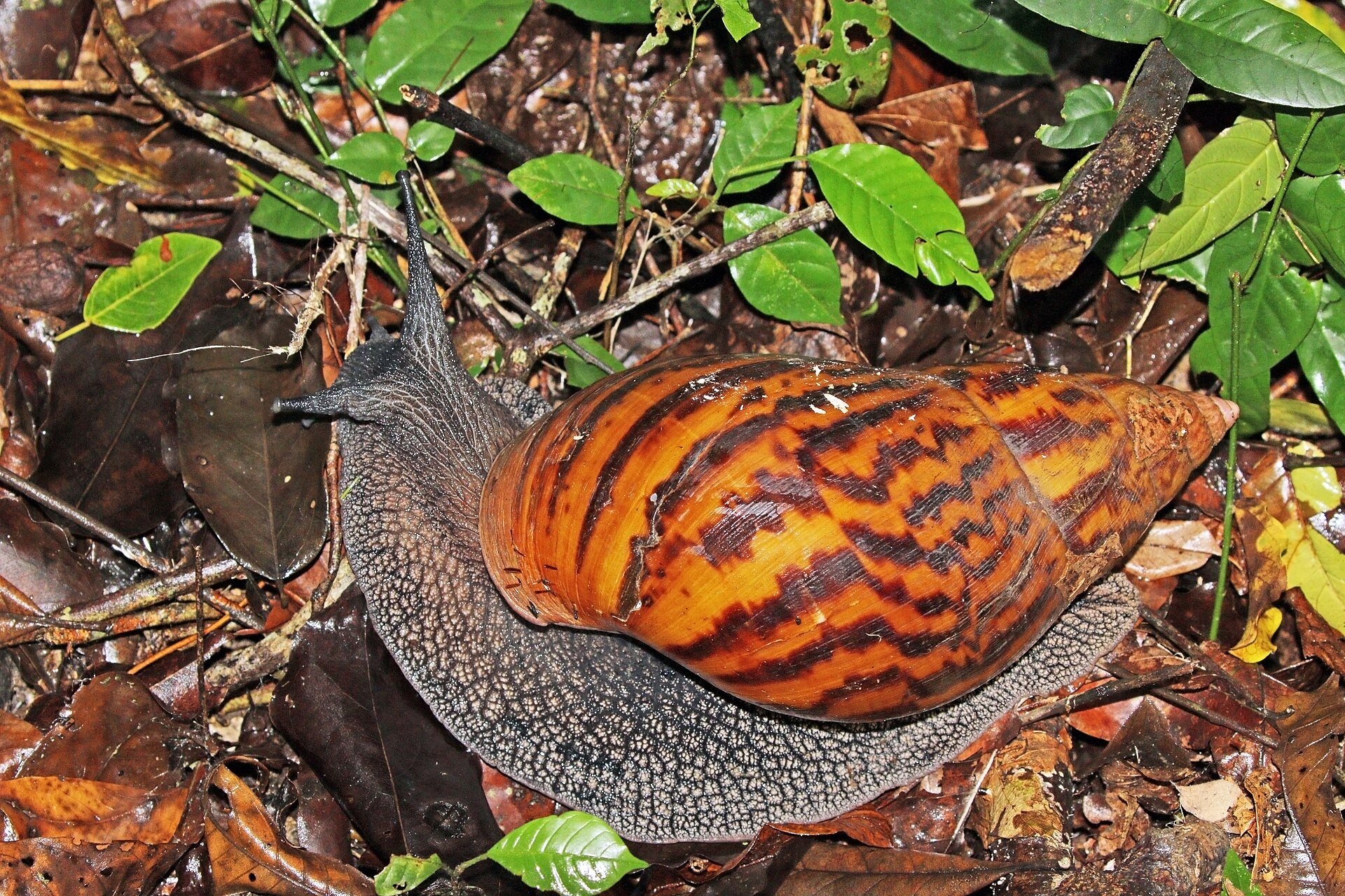 Oblovka obrovská