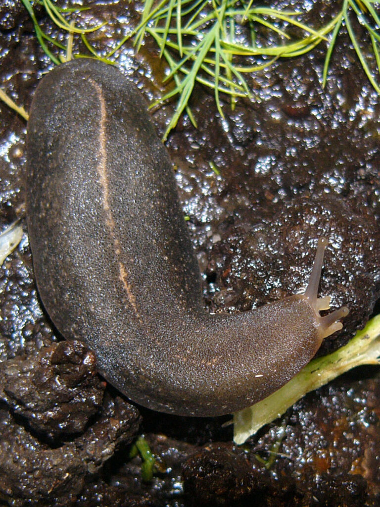 Laevicaulis alte (Laevicaulis alte)