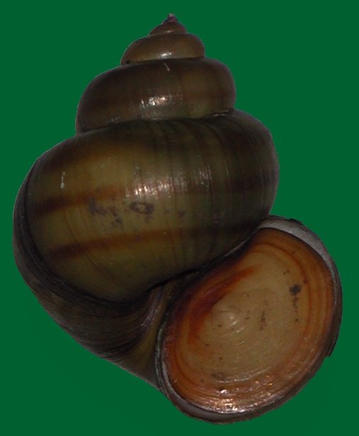 Bahenka živorodá