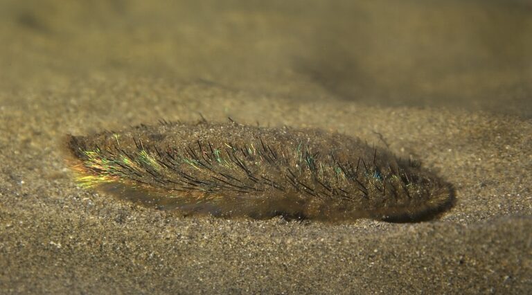 Afroditka plstnatá (Aphrodita aculeata)