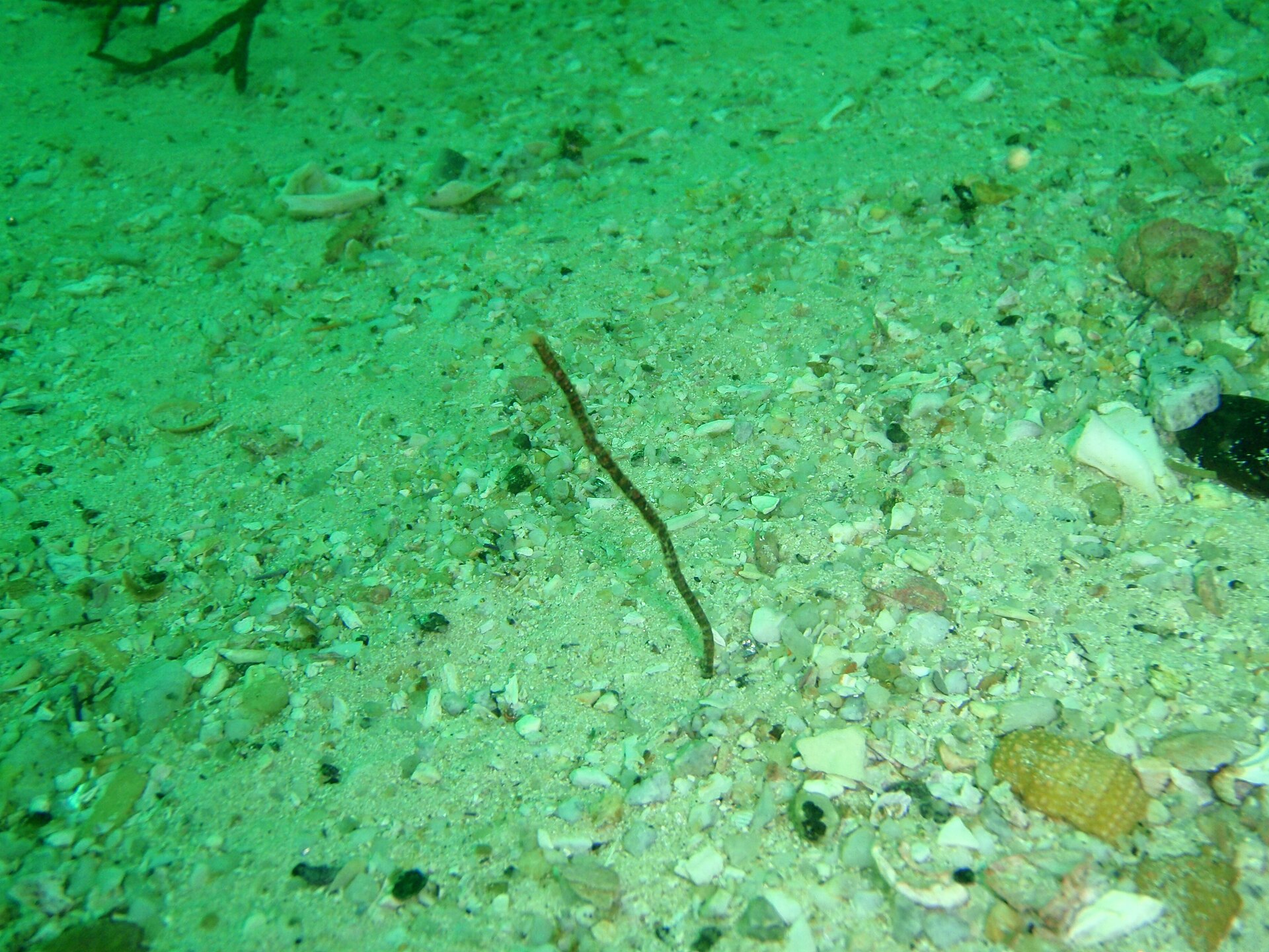 Sabella pavonina