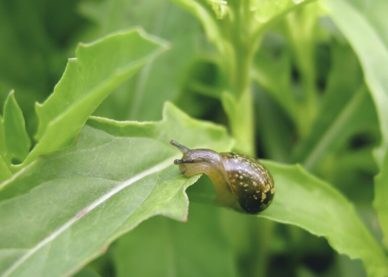 Hlemýžď kropenatý (Cornu aspersum)
