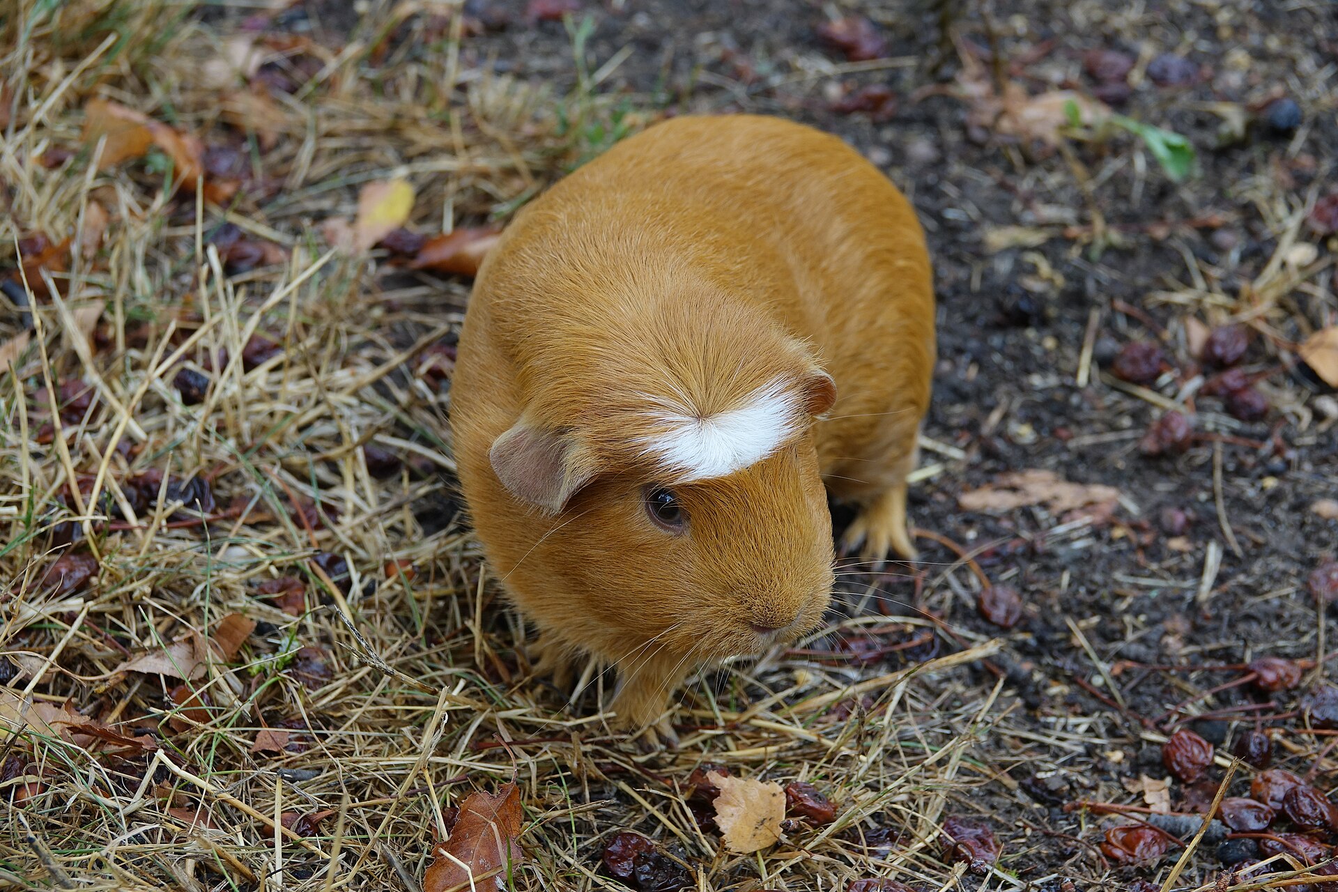 Morče domácí