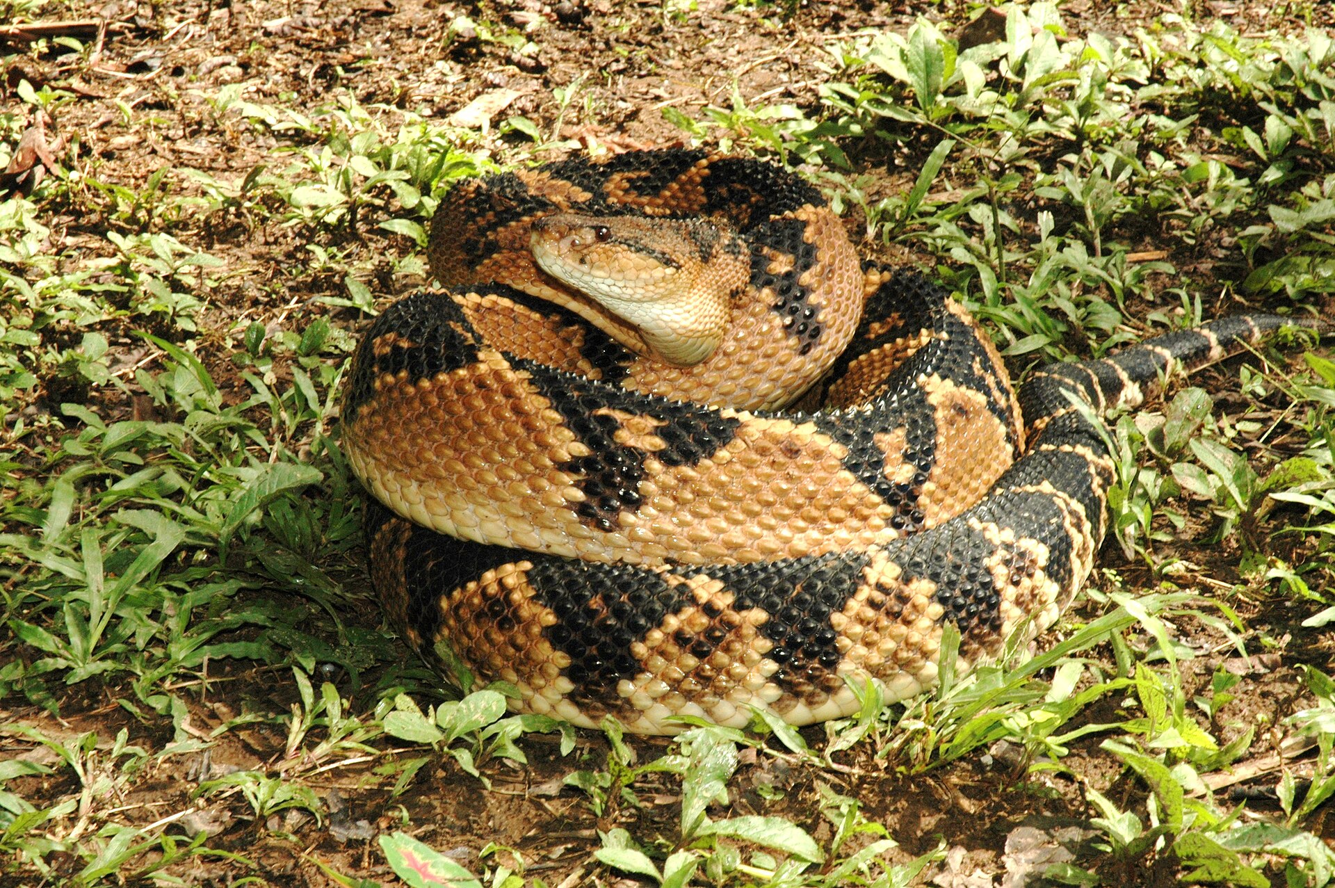 Křovinář němý