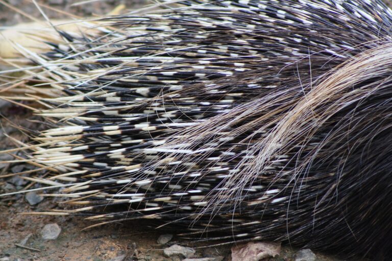 Dikobraz jihoafrický (Hystrix africaeaustralis)
