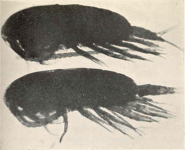 Calanus finmarchicus