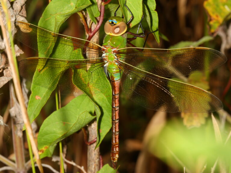 Anax junius (Anax junius)