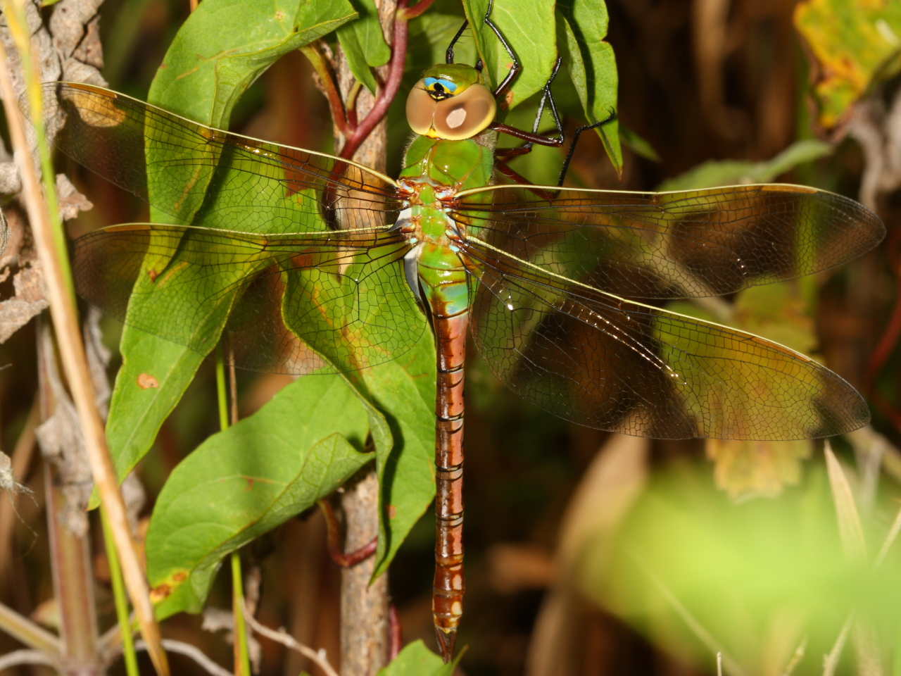 Anax junius